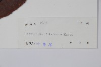 棕毛獼猴桃藏品圖，第2張