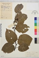 拐棗、枳椇藏品圖，第1張