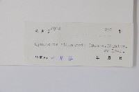 柳葉白前藏品圖，第2張