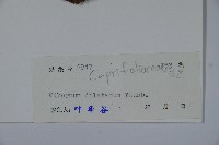 莢迷藏品圖，第2張