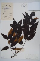 南酸棗藏品圖，第1張