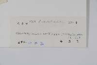 南酸棗藏品圖，第2張