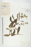 歐亞旋覆花藏品圖，第1張