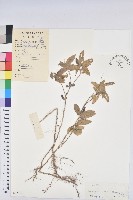 登錄號:S037357藏品圖，第1張