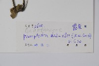 曲枝假藍藏品圖，第2張