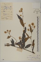 大頭艾納香藏品圖，第1張