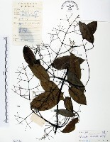 柱果鐵線蓮藏品圖，第1張