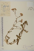 山白蘭藏品圖，第1張