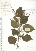 青苧麻藏品圖，第1張