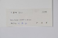 蝴蝶花、白珊瑚藏品圖，第2張