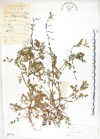 臺灣黃菫藏品圖，第1張