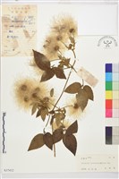 銹毛鐵線蓮藏品圖，第1張