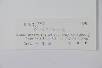 黃楊藏品圖，第2張