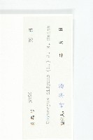 臭濱芥、臭薺藏品圖，第3張