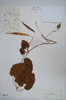 牛皮消藏品圖，第1張