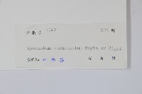 牛皮消藏品圖，第2張