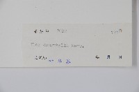 黃毛冬青藏品圖，第2張