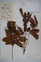 橄欖藏品圖，第1張