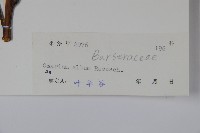 橄欖藏品圖，第2張