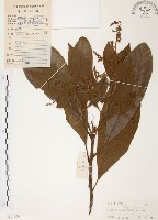 筆羅子藏品圖，第1張