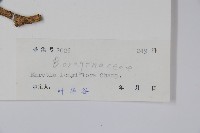 長花厚殼樹藏品圖，第2張