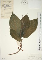 牛乳榕藏品圖，第1張