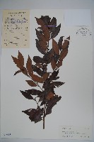 亮葉冬青藏品圖，第1張