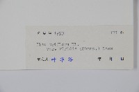 亮葉冬青藏品圖，第2張