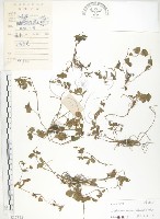 蛇莓、地莓、龍吐珠藏品圖，第1張