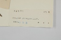 中國衛矛藏品圖，第3張