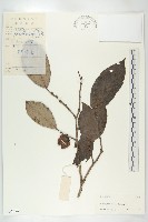 柿、柿仔、紅柿藏品圖，第1張