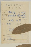 革葉衛矛藏品圖，第2張