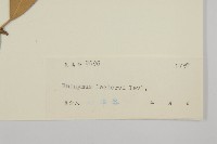 革葉衛矛藏品圖，第3張