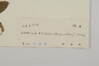 寬穗兔風藏品圖，第3張