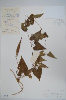 牛皮消藏品圖，第1張