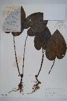 薄葉細辛、尾花細辛藏品圖，第1張