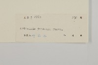 牡蒿藏品圖，第3張