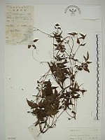 小木通藏品圖，第1張