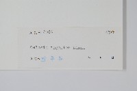 青葙藏品圖，第2張