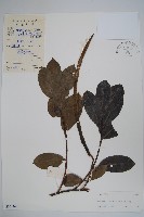 廣西香花藤藏品圖，第1張