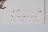 廣西香花藤藏品圖，第2張