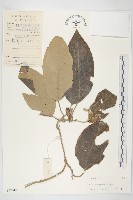 東京銀背藤藏品圖，第1張