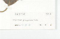 東京銀背藤藏品圖，第3張
