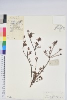 唐杜鵑、大屯杜鵑、中原氏杜鵑藏品圖，第1張