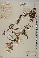 魁蒿藏品圖，第1張