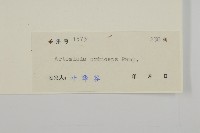 魁蒿藏品圖，第3張