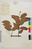 鉤狀雀梅藤, 巒大雀梅藤藏品圖，第1張