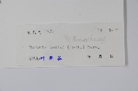 闊葉十大功勞藏品圖，第2張
