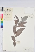 紅毛饅頭果藏品圖，第1張