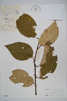 毛花楊桃藏品圖，第1張